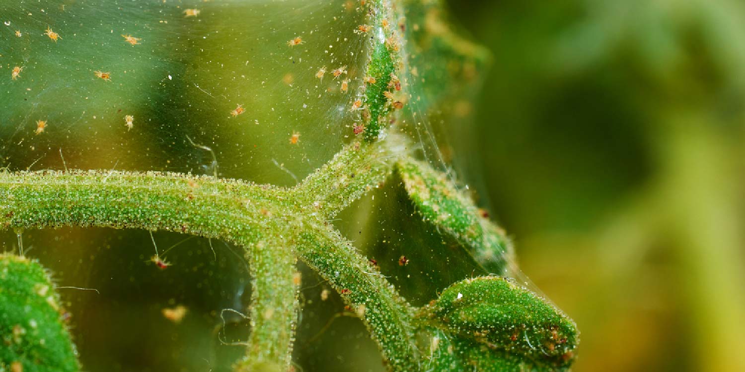 Get Rid of Spider Mites on Plants