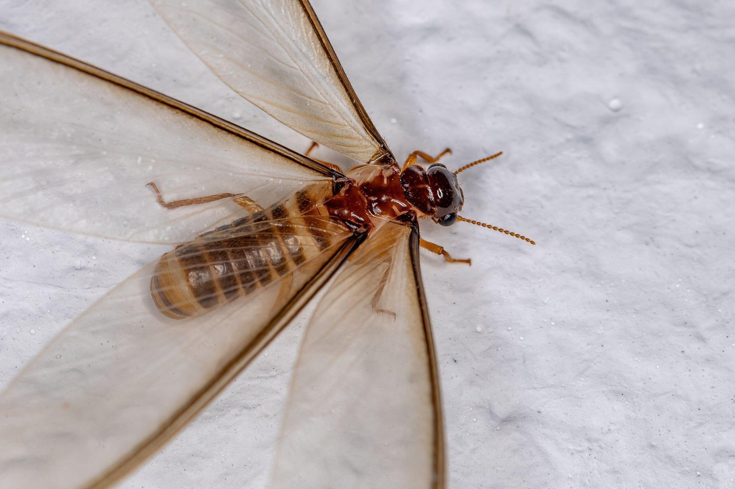 Get Rid of Flying Termites