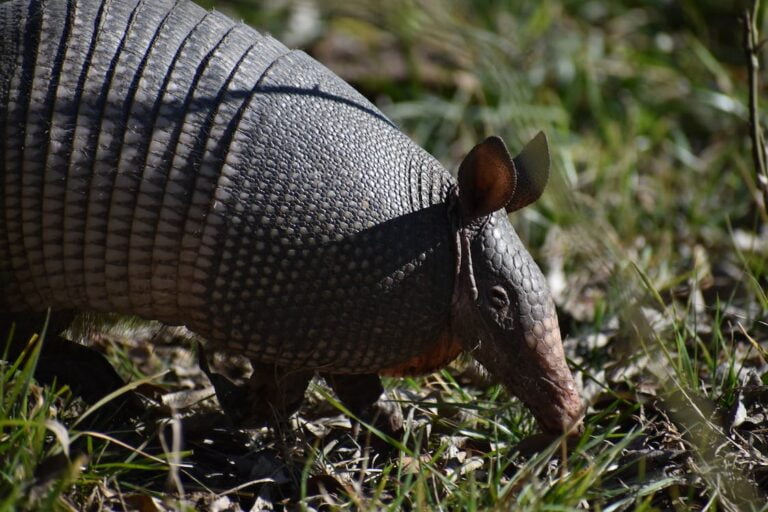 Using Vinegar to Get Rid of Armadillos: A Step-by-step Guide