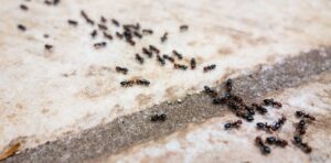 How to Get Rid of Ants in Carpet: The Ultimate Guide