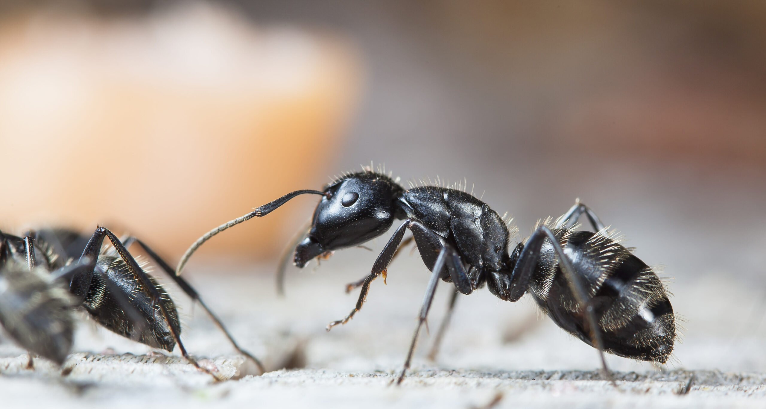 Get Rid of Ants in the Kitchen
