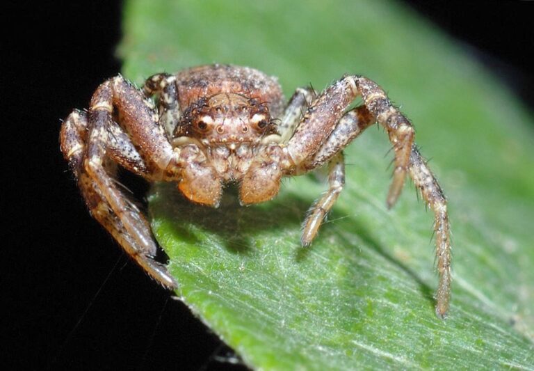 Crawling Out of Sight: Effective Ways to Get Rid of Crab Spiders