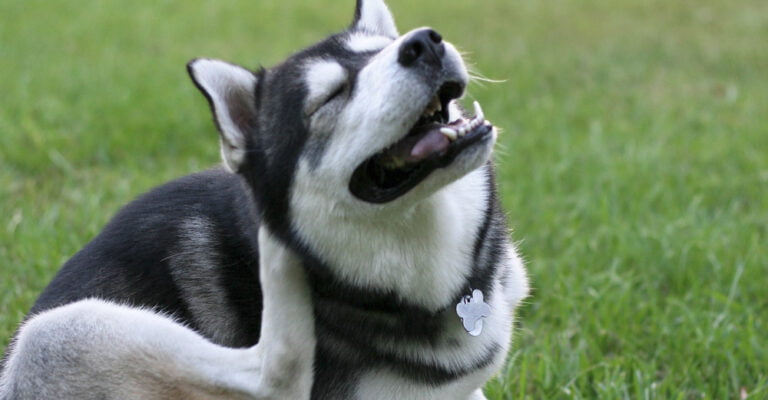 Get Rid of Fleas on Husky – Say Goodbye to Fleas in No Time