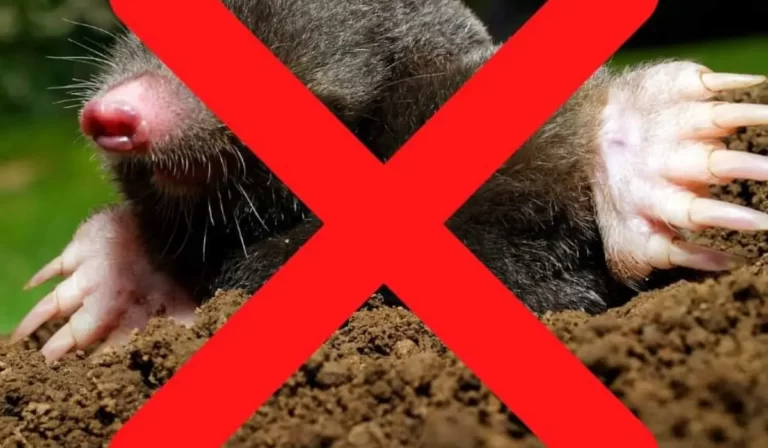 How to Get Rid of Ground Moles with Marshmallows