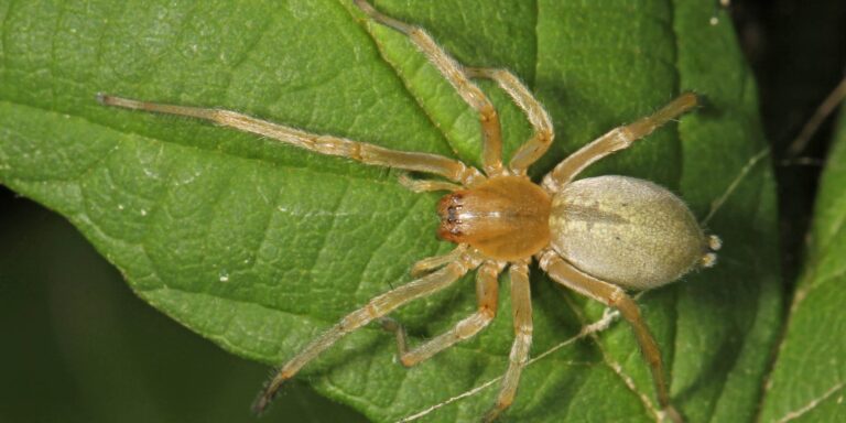 How to Get Rid of Yellow Sac Spiders: A Complete Guide