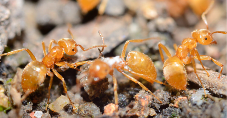 Get Rid of Moisture Ants